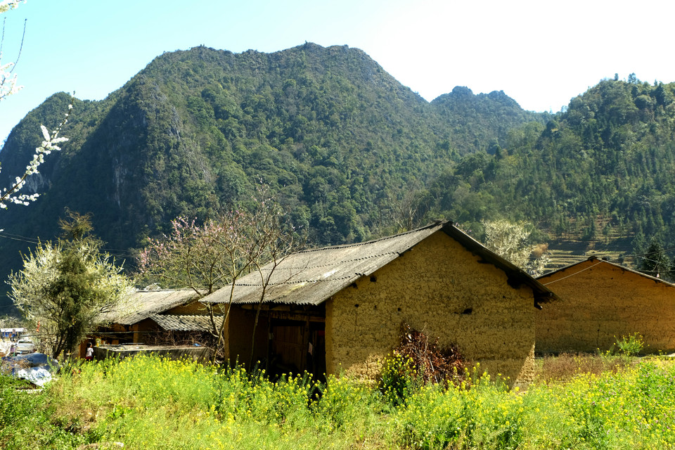 花卉的色彩使村庄的风景变得十分浪漫。越通社记者 祥安 摄。