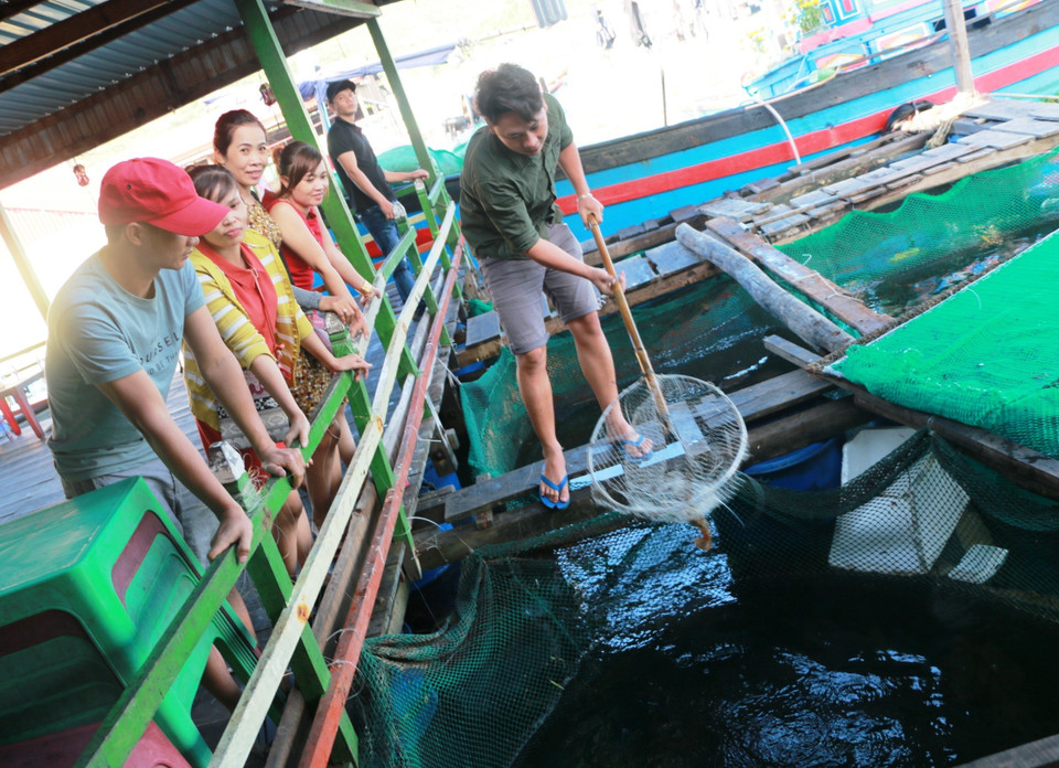 这里的龙虾由当地居民在网内养殖，游客可随时在海边品尝。越通社记者 杨志想 摄