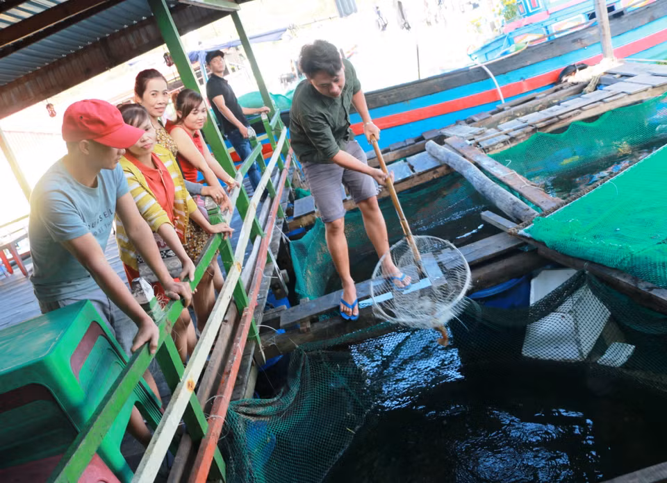 这里的龙虾由当地居民在网内养殖，游客可随时在海边品尝。越通社记者 杨志想 摄