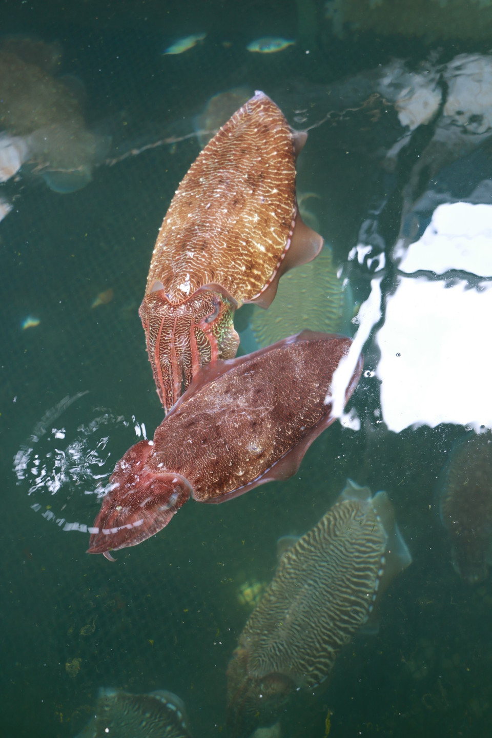 游客也可以在平巴岛上品尝墨鱼。 越通社记者 杨志想 摄