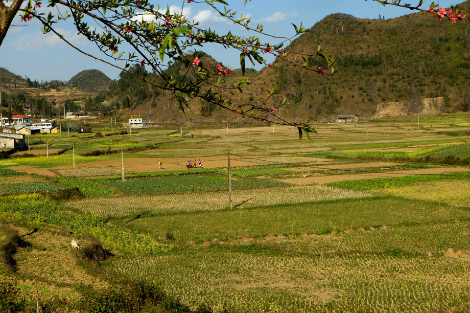 龙居旗台脚下农田的景色也十分迷人。越通社记者 祥安 摄。