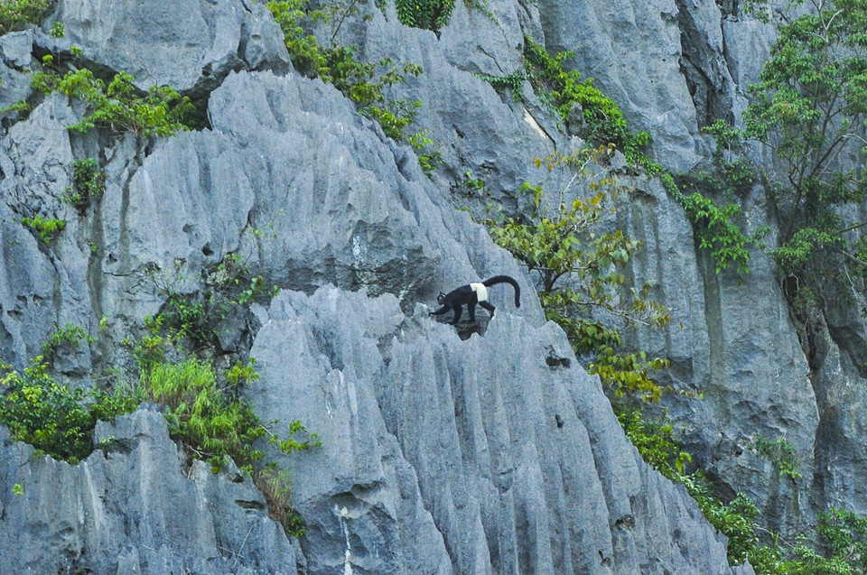 越南宁平省云龙湿地自然保护区​分布众多白臀叶猴。越通社记者 明德 摄