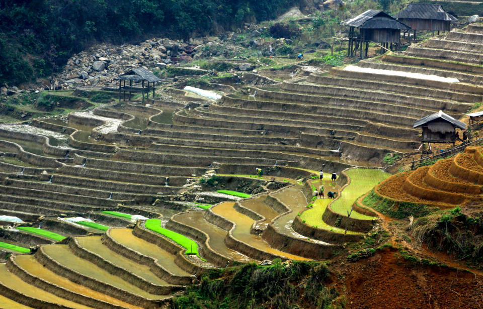  点缀在稻田间是正在干活的农民。（图片来源：越通社）