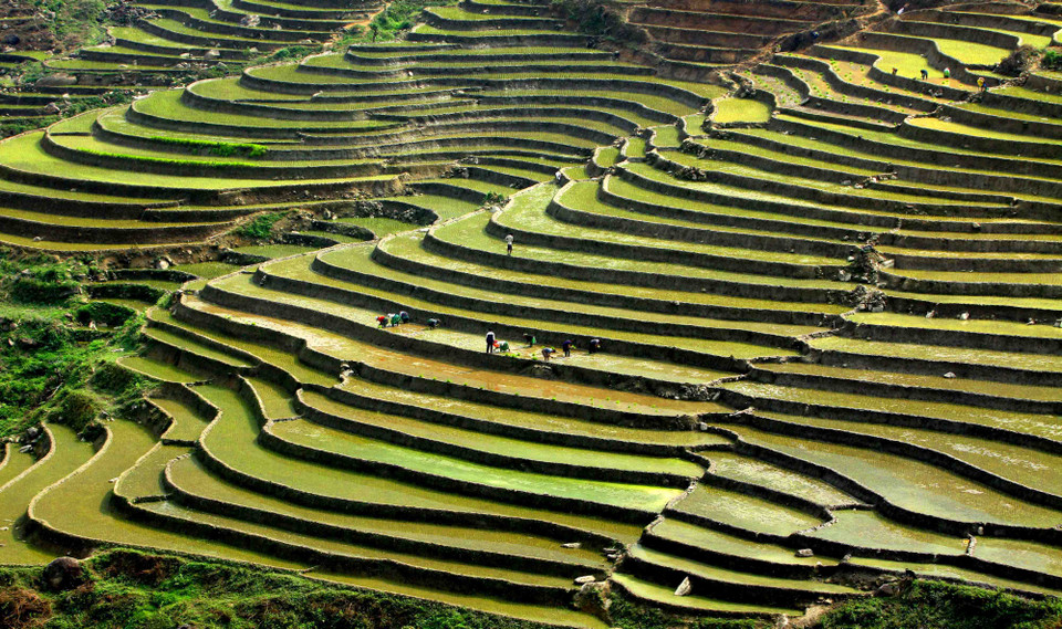  层层叠叠的梯田风景。（图片来源：越通社）
