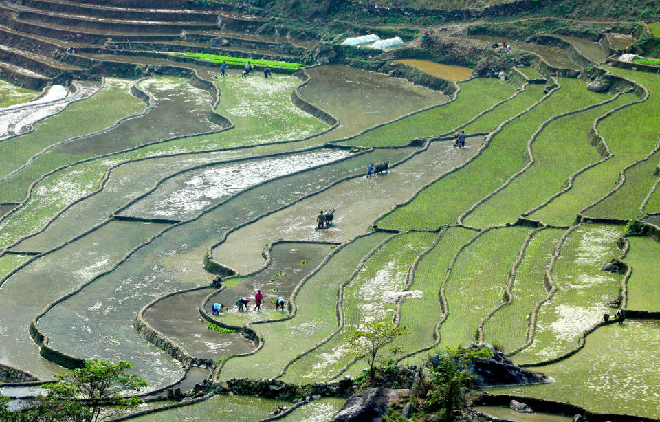  点缀在稻田间是正在干活的农民。（图片来源：越通社）