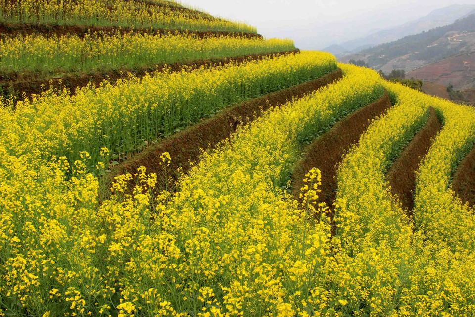 越南安沛省梯田美景尽收眼底。（图片来源：越通社）