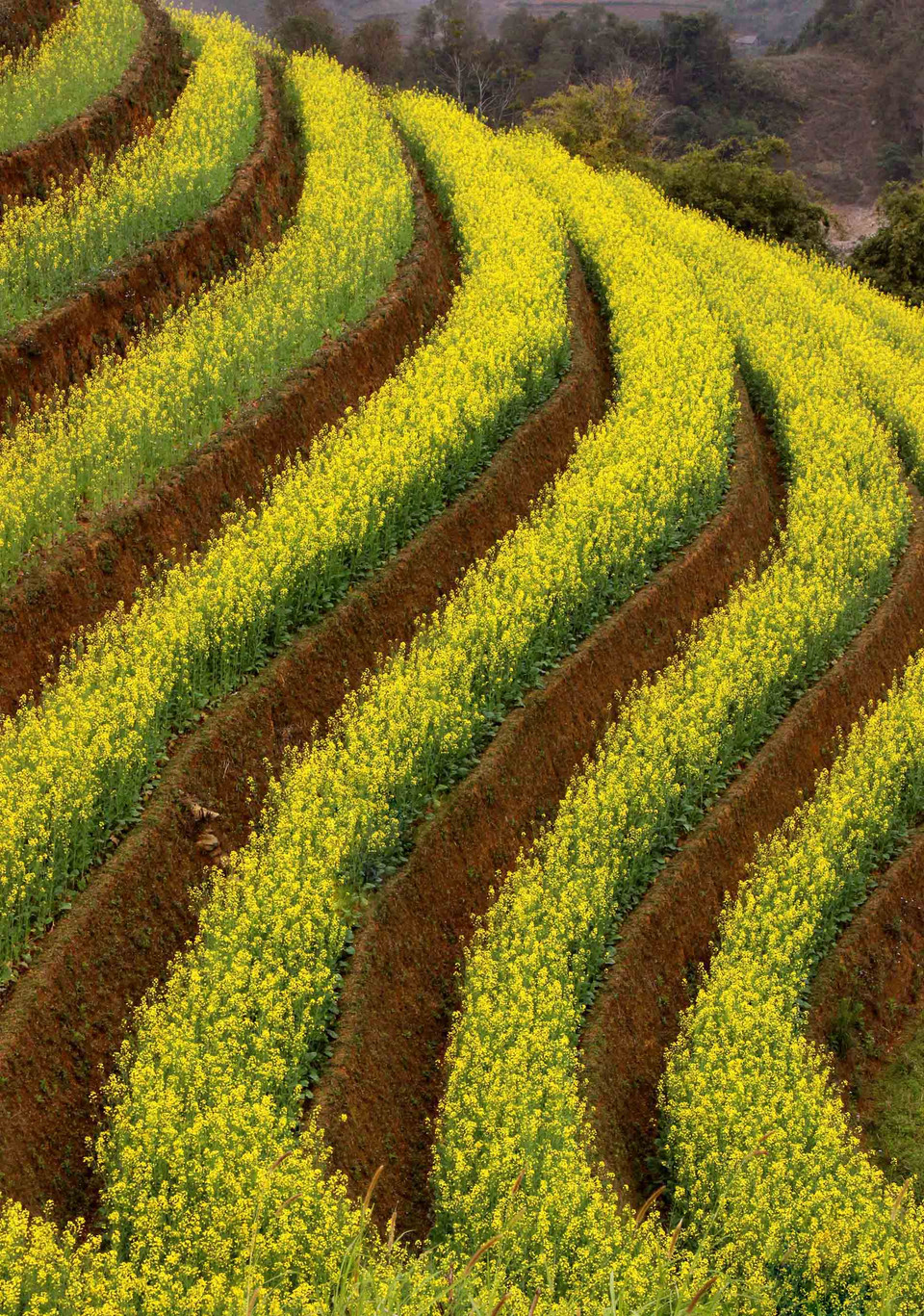 越南安沛省梯田美景尽收眼底。（图片来源：越通社）