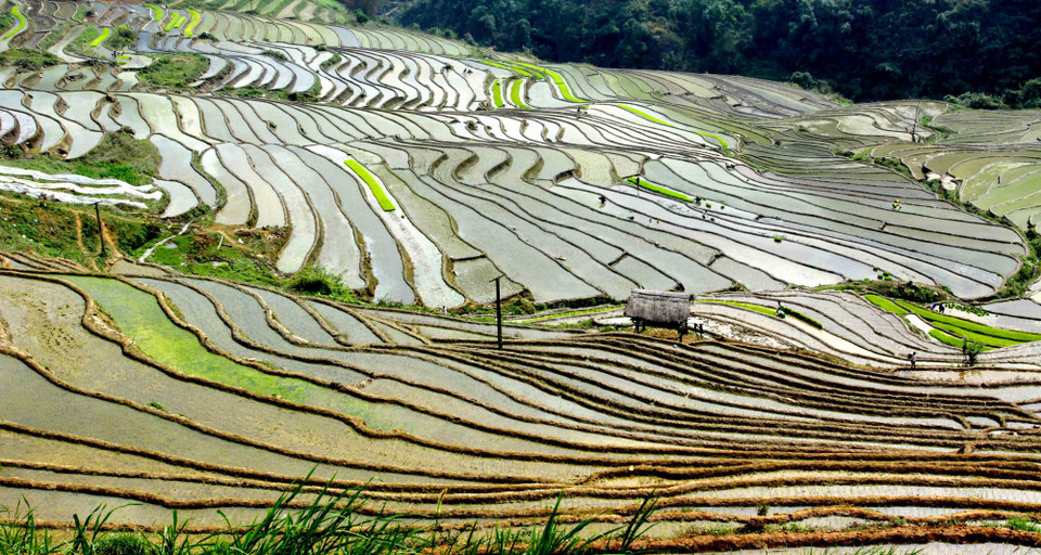  层层叠叠的梯田风景。（图片来源：越通社）
