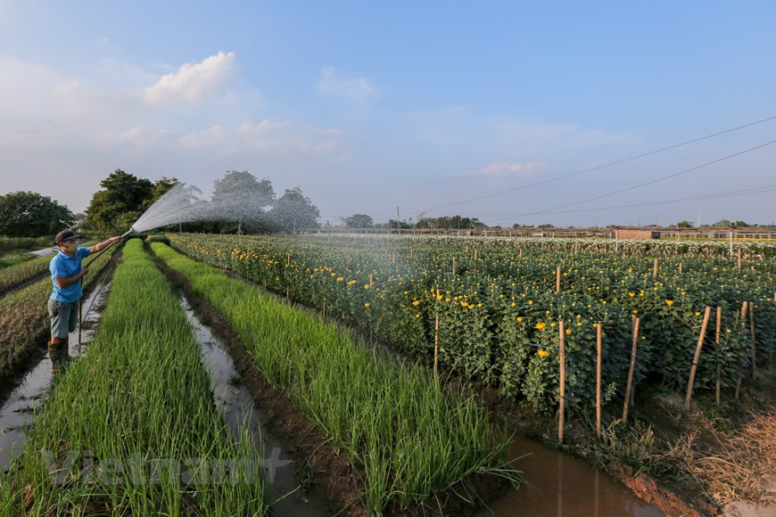 绽放的花朵和美丽的景色。图自越通社