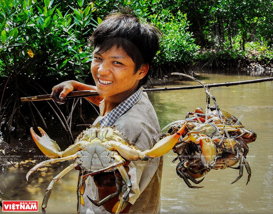大螃蟹是金瓯角的特产。图自越通社