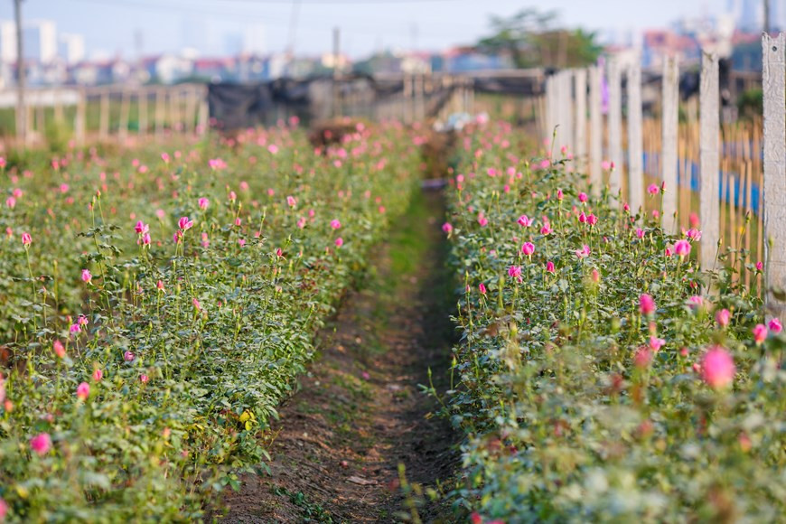 西就花村已经成为北部花卉经营者和消费者的熟悉地址。图自越通社