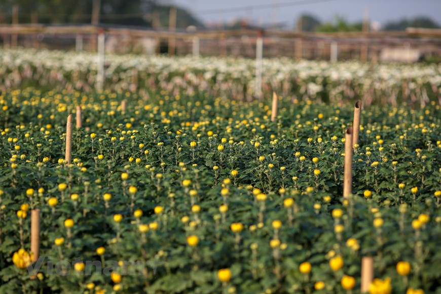 今年天气温和，花卉生长良好。图自越通社