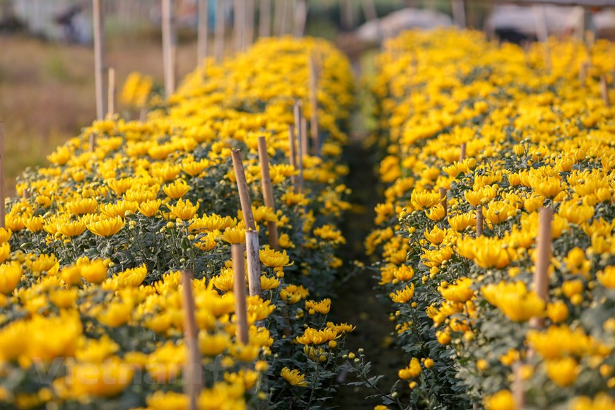 西就花村以种植多各种各样的花种而远近驰名，如菊花、玫瑰和百合花等。图自越通社