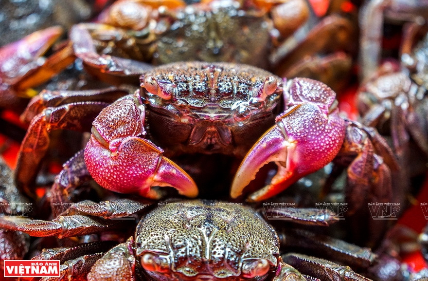 金瓯省金瓯角的特产。图自越通社