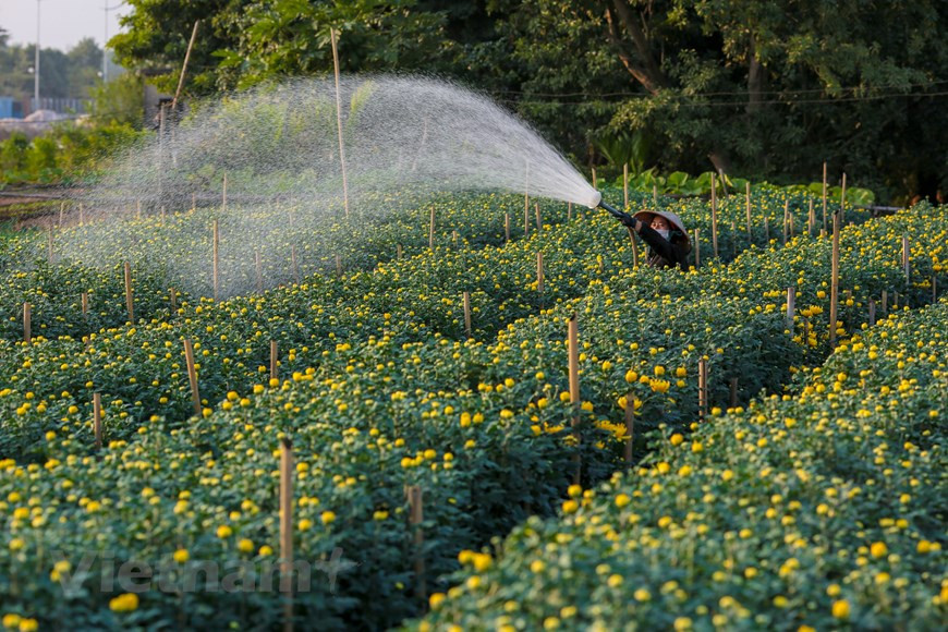 今年天气温和，花卉生长良好。图自越通社