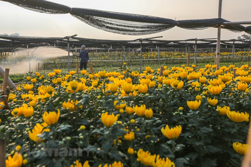 这些日子，西就村农户都忙着收获，服务于春节花卉市场。图自越通社