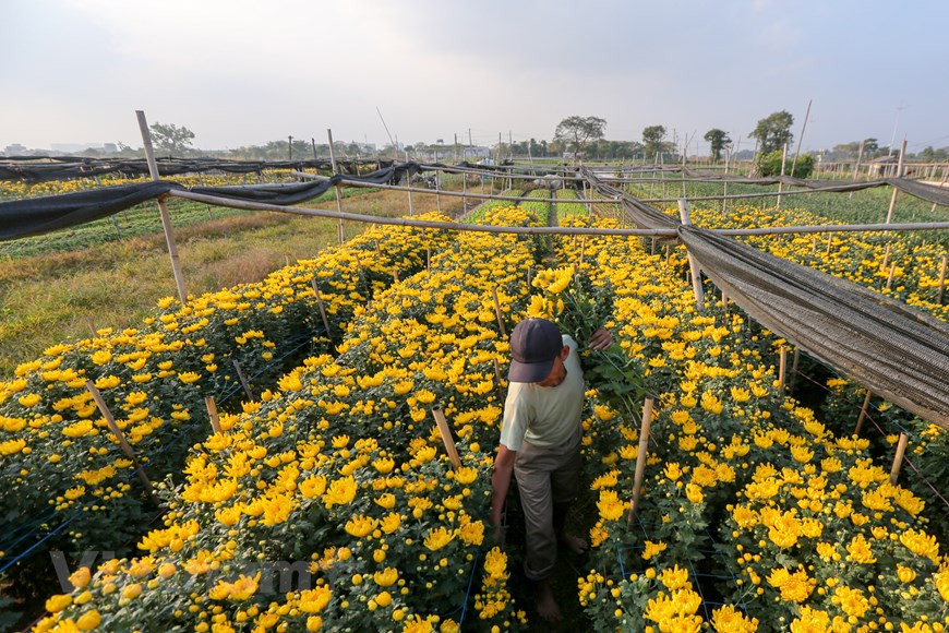 花农们忙着把花卉盆景全部出售，力争在春节前赚到一笔收入。图自越通社