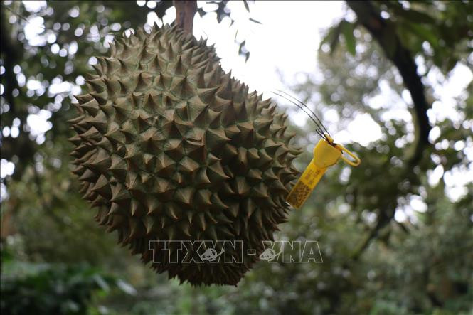出口澳洲的越南榴莲果都有可追溯性。图自越通社