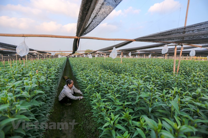 花农们忙着把花卉盆景全部出售，力争在春节前赚到一笔收入。图自越通社