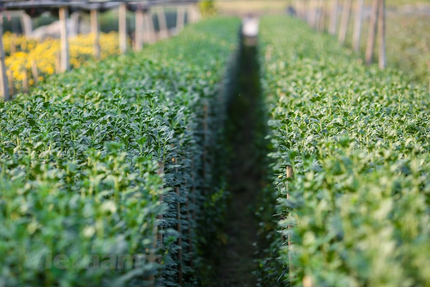 花农们忙着把花卉盆景全部出售，力争在春节前赚到一笔收入。图自越通社