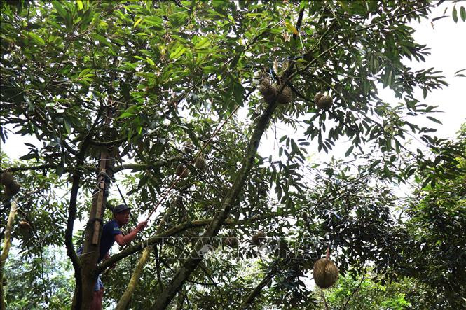 越南得勒省农民采摘榴莲果。图自越通社