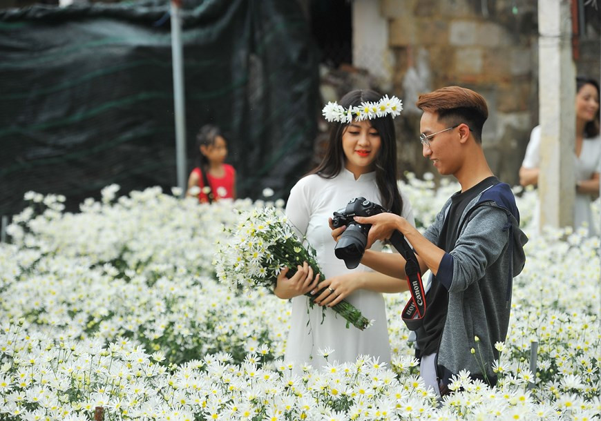 洁白雏菊被誉为“唤起河内冬天”的花种。图自越通社