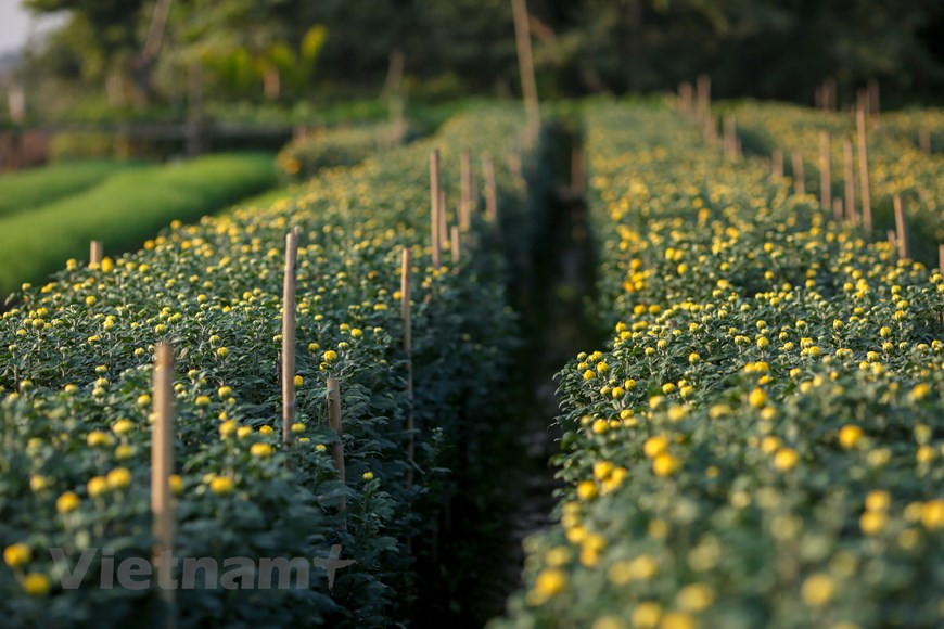 今年天气温和，花卉生长良好。图自越通社