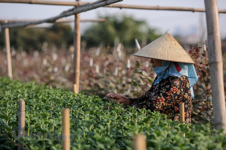西就花村以种植多各种各样的花种而远近驰名，如菊花、玫瑰和百合花等。图自越通社