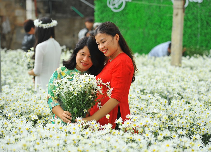 雏菊于每年冬季初盛开，花季延长为2-3周。图自越通社