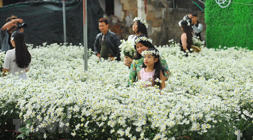 花农一般从6月份开始播种，到11月底花开满满。图自越通社
