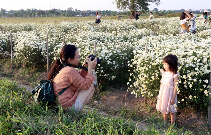 雏菊为各花村增添一道靓丽的风景线。图自越通社