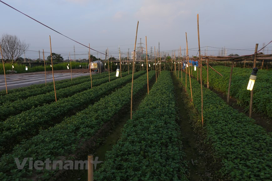 今年天气温和，花卉生长良好。图自越通社