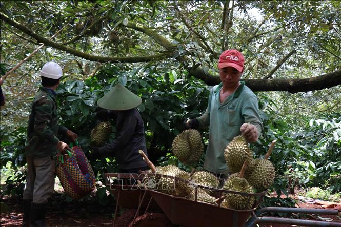 榴莲果进入收获期。图自越通社