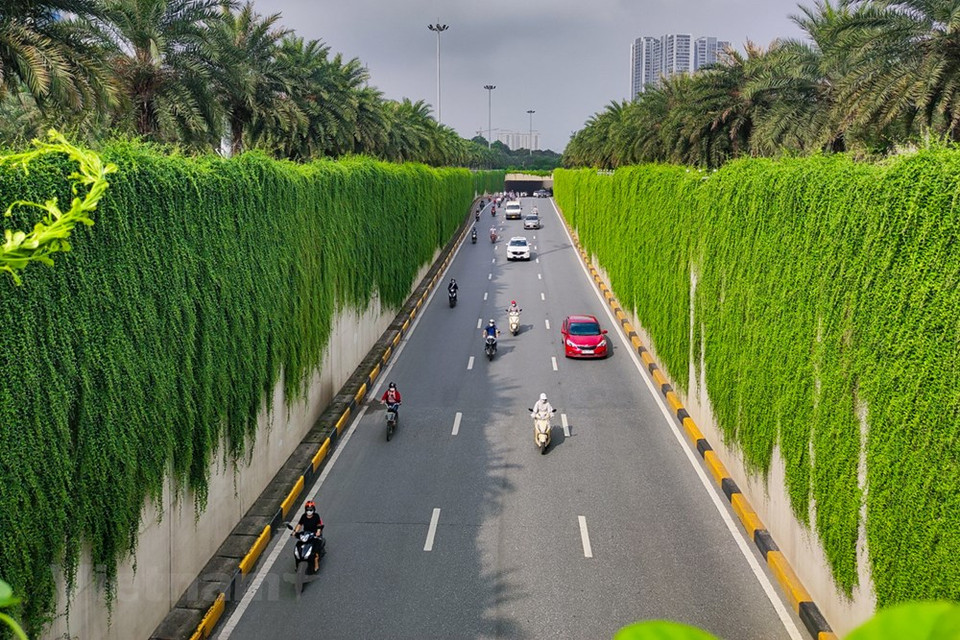 冬天不落叶的树木为道路创造了一年四季的绿色景观。 这棵树没有从树干中长出的额外根，因此不会影响到各工程。长出额外的根须一般是因为树木的主根无法从基质中获取水分（有可能是因为主根已经腐烂，或基质中的水分含量较少），只能通过从空气中来获得，所以会在植株上面长出根须。图自 Vietnam+