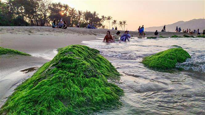  南乌礁石被一层厚厚而软绵绵的绿色苔藓覆盖，在潮水退去时才露出水面 。图自 越通社