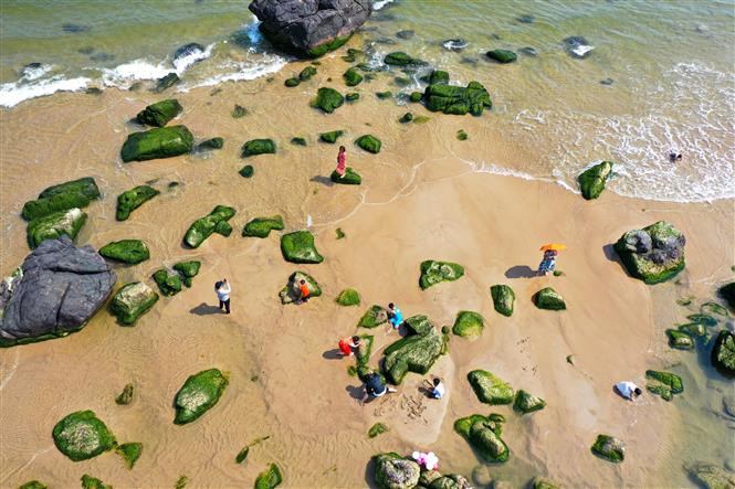 荒野的石礁变得异常美丽迷人，吸引众多四面八方游客前来观光拍照。图自 越通社