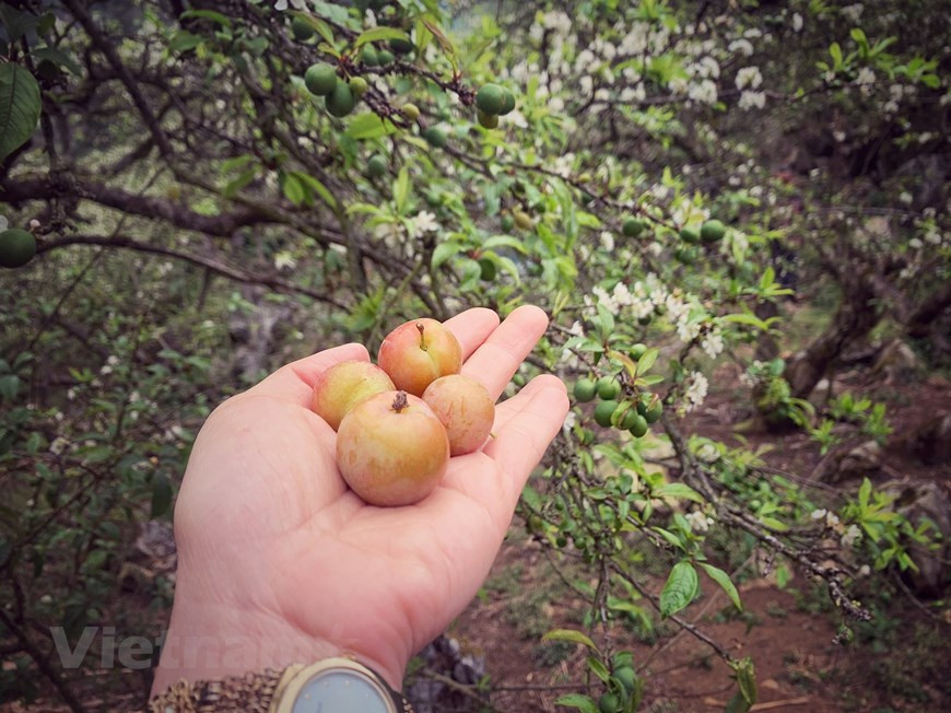 五月到八月是李子成熟的季节。这个时候，平原地区进入炎热的夏天，而木州既凉爽又空气清新，成为游客的避暑胜地。这时候的李子园果实累累，游客可以参观并与当地居民一起摘李子。图为：当李树盛开的时候仍有些早熟的李子。尽管对很多人来说，木州县是一个较为熟悉的地方，但这里仍然是颇具吸引力的旅游景点。这里四季都繁华似锦，景色让人留恋忘返。图自Vietnam+