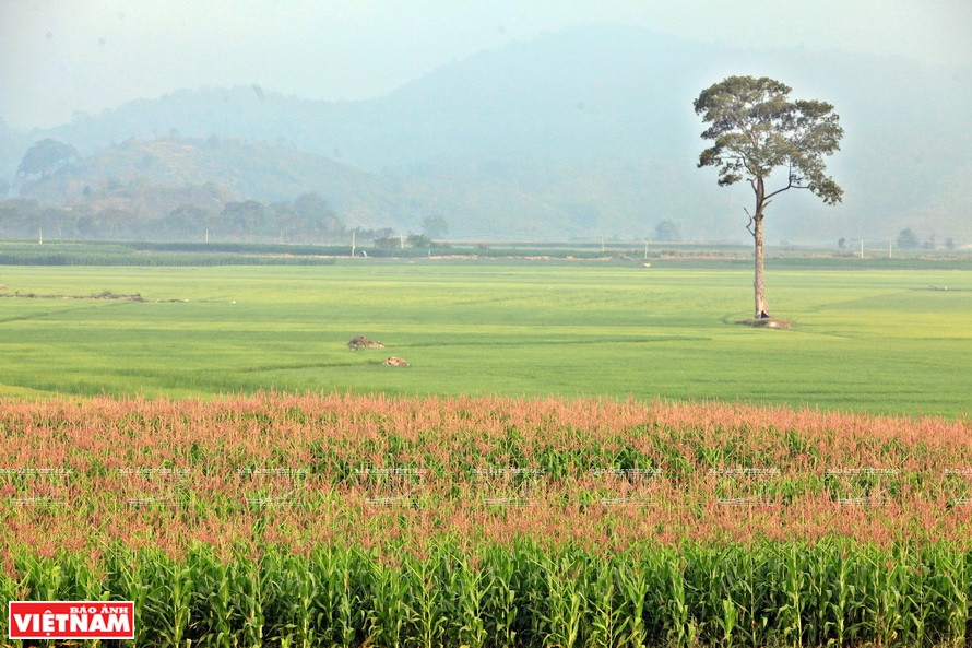 走向墨良村的道路两旁是美丽的田野。图自《越南画报》