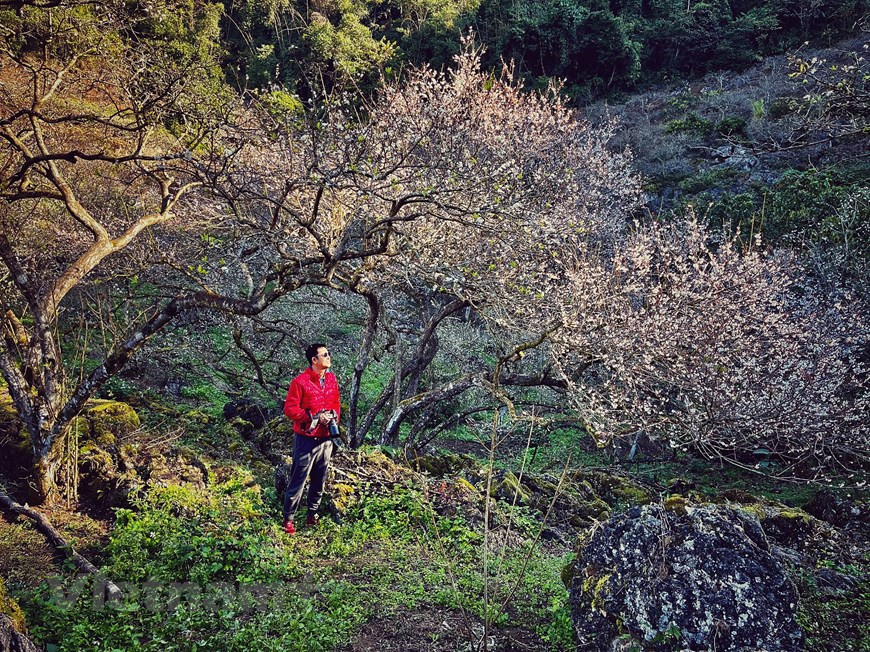 木州被誉为西北地区的“大叻”，全年气候凉爽，拥有美丽、浪漫的景观，绿油油的草地和茶山。每年阳历一、二月份，桃花、李花盛开，木州高原更显绚丽。在木州县，李树大量种植，漫山遍野，甚至覆盖整个村庄，因此李花一开，就没有其他的花朵敢于争艳了。来到木州欣赏李花最好的季节是年底或年初。图为木州县较为古老的李子树种植地——木闹（Mu Náu）。图自Vietnam+