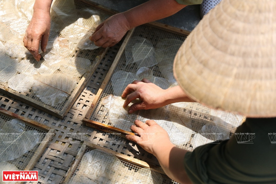 清理后的菩提叶在阳光下晒干。图自 越通社/越南画报