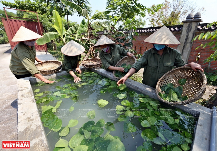 采集后的菩提树先侵泡在白灰水。图自 越通社/越南画报