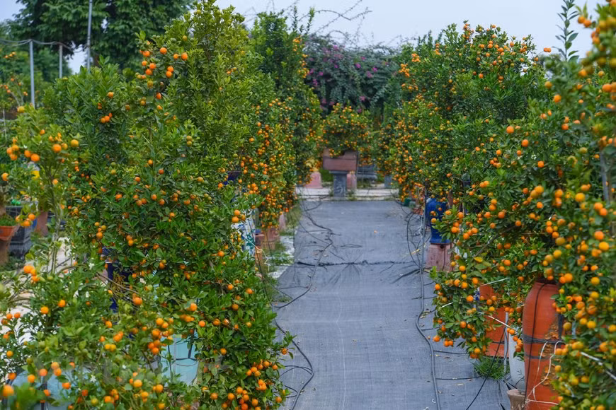 2022壬寅年春节前夕，四莲村向市场推出各种独特的金桔盆景，价格从几百万到数千万越盾。图自越通社
