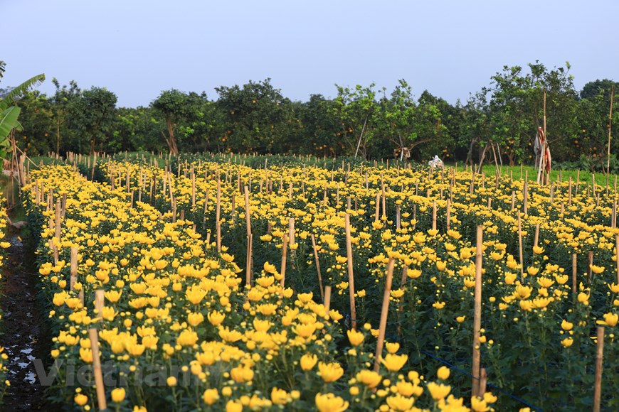 花农先收获早开的花卉，供腊月十五，同时继续栽培新花蕾，以供春节市场。图自Vietnam+