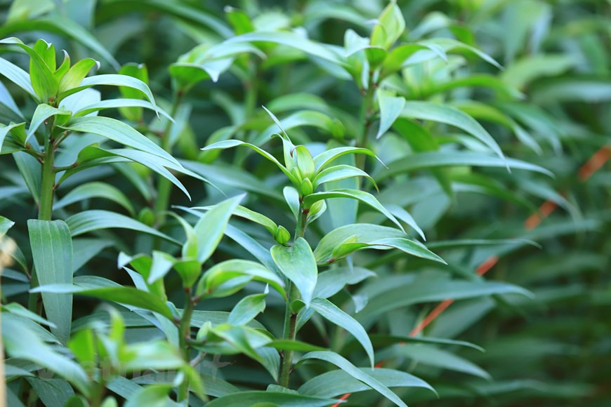 百合花较为容易照顾，块茎里有足够的养分，只要保持一定水分就可以正常生长。然而，如果天气温暖，百合花将会盛开。图自Vietnam+