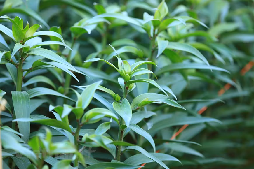 百合花较为容易照顾，块茎里有足够的养分，只要保持一定水分就可以正常生长。然而，如果天气温暖，百合花将会盛开。图自Vietnam+