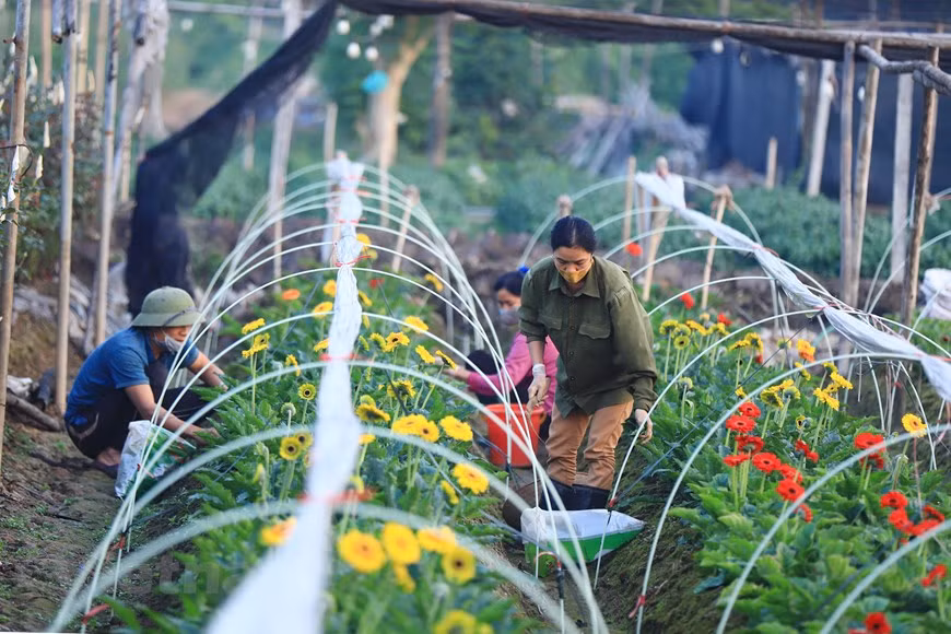 百合花、玫瑰和菊花是西就花村为春节鲜花市场提供的主要花种。今年天气变化无常对花卉质量和收获时间带来一定影响。图自Vietnam+