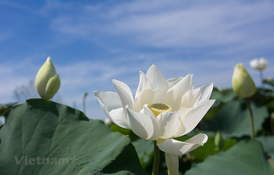 荷花就是初夏的精灵，其代表着圣洁、象征着清白。图自越通社/ Vietnam+
