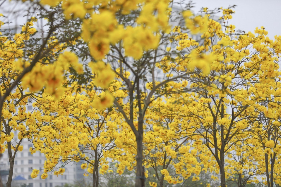 银鳞风铃木花一簇一簇地挤在一起，小小的黄色花瓣，却让人眼前一亮。图自越通社
