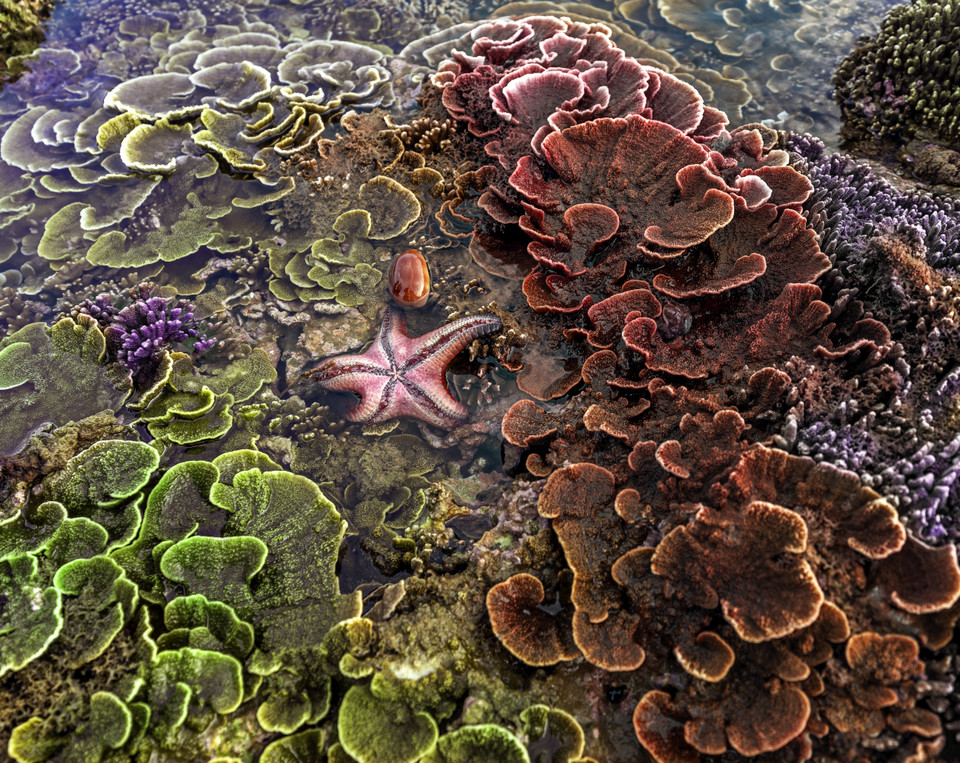 美丽迷人的Purple and Green Montipora Monasteriata Coral珊瑚。图自 越通社