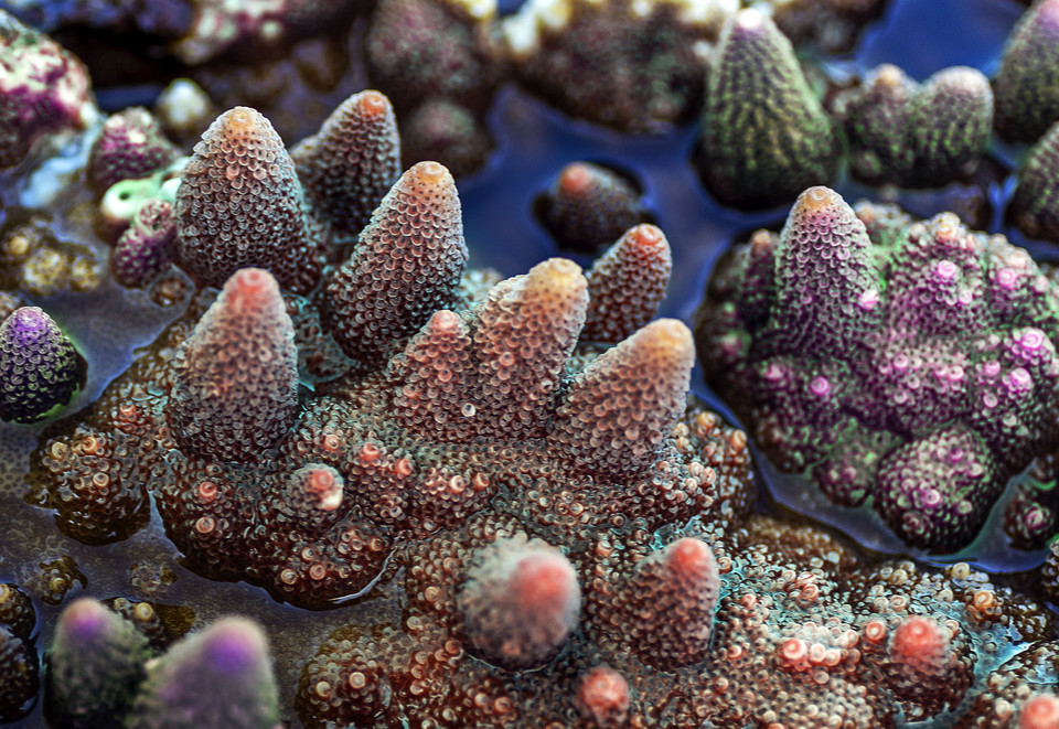 Acropora Purple Bonsai Coral 珊瑚。图自 越通社